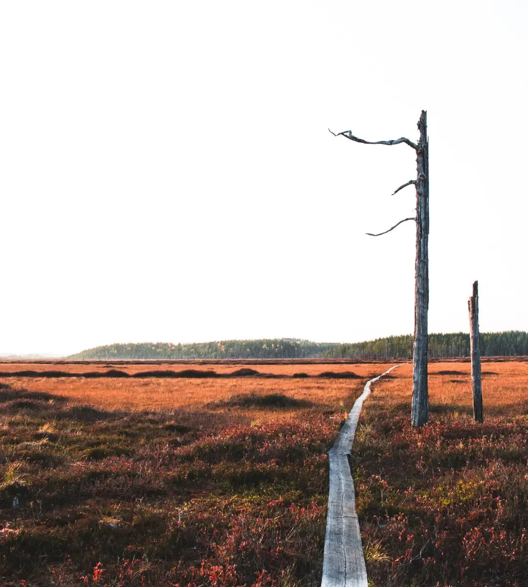 Peatlands Story puhuu soiden puolesta Globe Hope